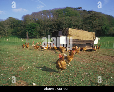 Pollo domestico Free range galline in campo coop di gallina Foto Stock