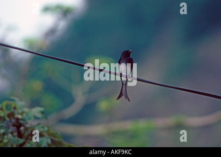 Bianco gonfiato Drongo Dicrurus caerulescens appollaiato sul filo Foto Stock