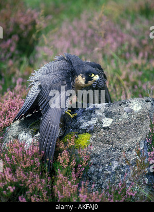 Peregrine Falco peregrinus Close up permanente sulla roccia di porpora Grouse kill Foto Stock