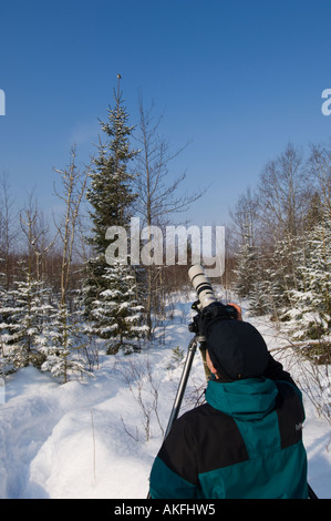 Jaanus Jarva fotografando un pigmeo gufo appollaiato su un abete rosso, Estonia Foto Stock