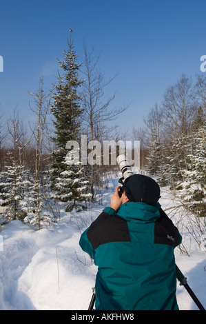 Jaanus Jarva fotografando un pigmeo gufo appollaiato su un abete rosso, Estonia Foto Stock