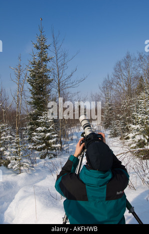 Jaanus Jarva fotografando un pigmeo gufo appollaiato su un abete rosso, Estonia Foto Stock