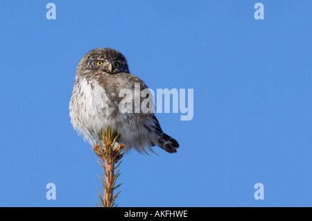 Il gufo pigmeo appollaiato su un abete rosso, Estonia Foto Stock