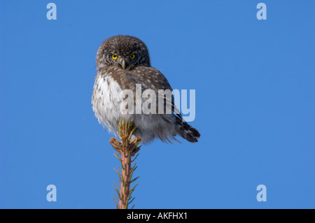 Il gufo pigmeo appollaiato su un abete rosso, Estonia Foto Stock