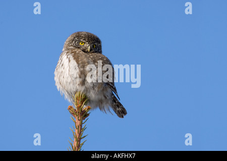 Il gufo pigmeo appollaiato su un abete rosso, Estonia Foto Stock