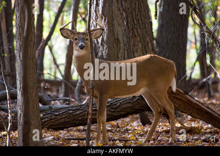 Magnifica culbianco buck in piedi nel bosco Foto Stock
