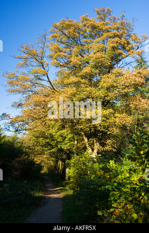 Il sentiero attraverso la foresta a Macclesfield in autunno Foto Stock