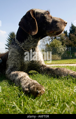 Wirehair tedesco Foto Stock