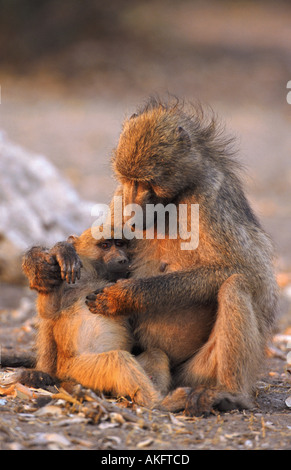 Chacma baboon (Papio ursinus), madre di toelettatura giovani, Botswana Chobe NP Foto Stock