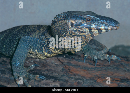 Rough-monitor a collo alto, albero lucertola, arlecchino monitor (Varanus rudicollis), ritratto Foto Stock