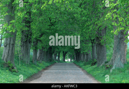 Comune di ippocastano (Aesculus hippocastanum), old chestnut avenue in primavera, Germania, Lancken-Granitz Foto Stock