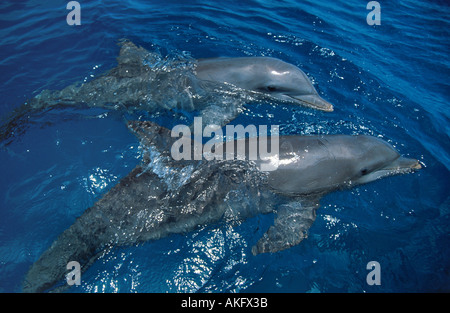 Bottlenosed dolphin, comune bottiglia di delfini dal naso (Tursiops truncatus), due individui, affiancate alla superficie dell'acqua Foto Stock