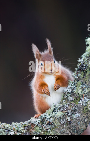 Scoiattolo rosso su alder fronda, Scozia Foto Stock