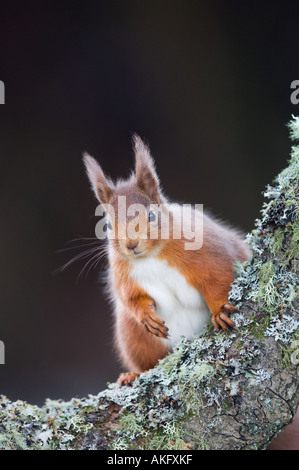 Scoiattolo rosso su alder fronda, Scozia Foto Stock