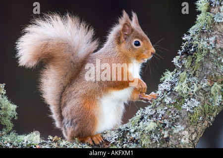 Scoiattolo rosso su alder fronda, Scozia Foto Stock