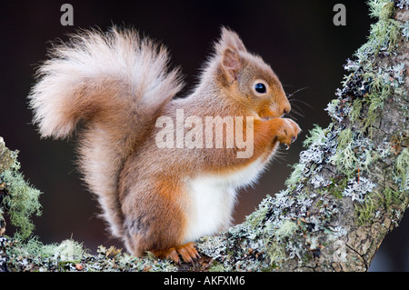 Scoiattolo rosso su alder fronda, Scozia Foto Stock