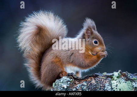 Scoiattolo rosso su alder fronda mangiare Foto Stock