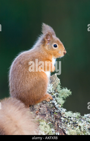 Scoiattolo rosso su alder fronda Foto Stock