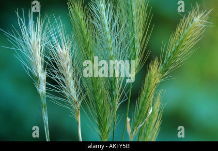 Mouse orzo (Hordeum murinum), i picchi Foto Stock