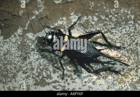 Due macchie cricket, campo mediterraneo cricket (Gryllus bimaculatus) Foto Stock