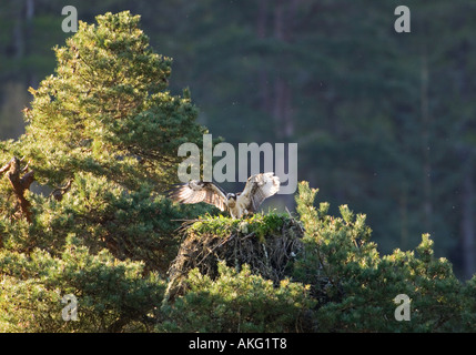 Femmina osprey allungando le sue ali al nido Foto Stock