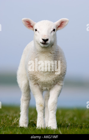 Agnello sulle praterie costiere, Tiree, Scozia Foto Stock