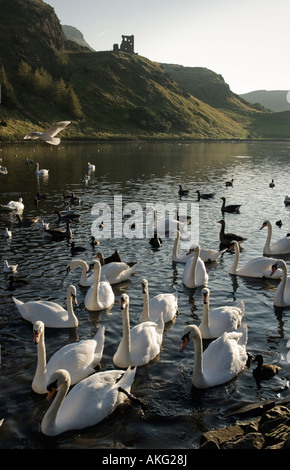 I cigni su Saint Margaret's Loch in Edinburgh Holyrood Park con San Antonio Cappella che si affaccia. Foto Stock