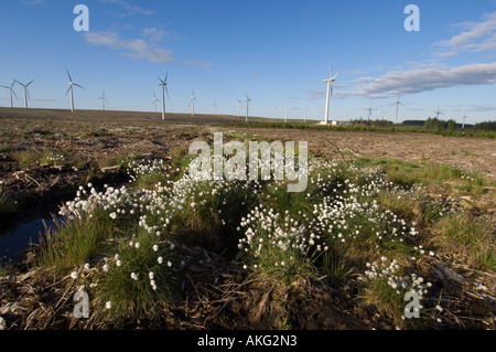 Erba di cotone con turbine eoliche in background, Scozia Foto Stock