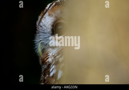 Allocco il peering intorno tree close up profilo Foto Stock