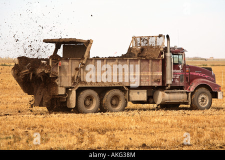 Carrello spargimento delle deiezioni animali su un Saskatchewan campo altezza stoppia Foto Stock