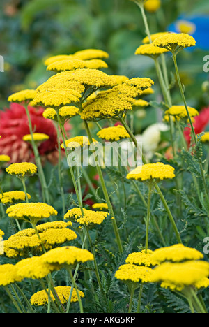 Achilia con fiore giallo testa Achilleas sono allegri di fiori selvaggi di confine e rock piante da giardino con teste appiattita in un intervallo o Foto Stock