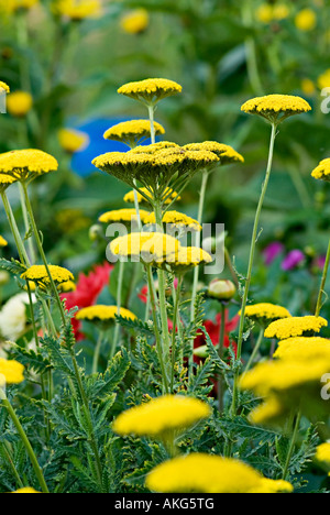 Achilia con fiore giallo testa Achilleas sono allegri di fiori selvaggi di confine e rock piante da giardino con teste appiattita in un intervallo o Foto Stock