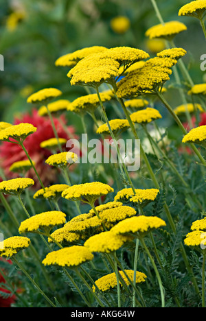 Achilia con fiore giallo testa Achilleas sono allegri di fiori selvaggi di confine e rock piante da giardino con teste appiattita in un intervallo o Foto Stock