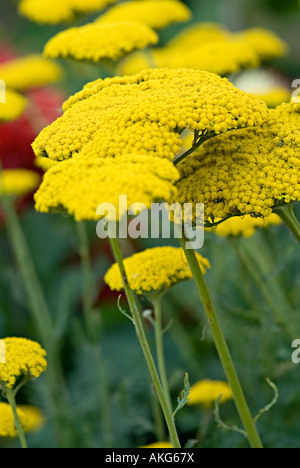 Achilia con fiore giallo testa Achilleas sono allegri di fiori selvaggi di confine e rock piante da giardino con teste appiattita in un intervallo o Foto Stock