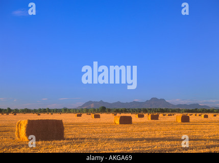 Balle di fieno nel campo nel Sacramento Valley vicino a Grimes California con il Sutter Buttes in background Foto Stock