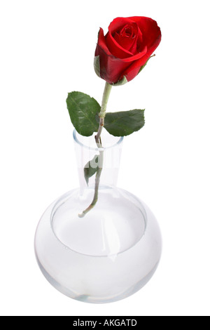 Single Red Rose in vaso Foto Stock