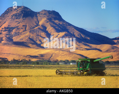 Una mietitrebbia per riso raccolto del riso nella valle del Sacramento in California con la Sutter Buttes incombente in background Foto Stock