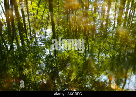 La riflessione di un cipresso calvo (Taxodium distichum) foresta nella palude di acqua in Congaree National Park, SC, Stati Uniti d'America. Foto Stock