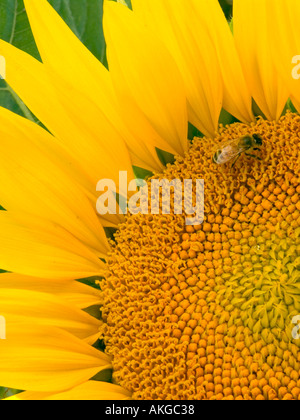 Un'ape raccoglie il polline su un girasole in piena fioritura Foto Stock