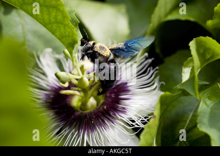 Carpenter bee coperti di polline su un fiore della passione Passiflora edulis flavicarpa Foto Stock