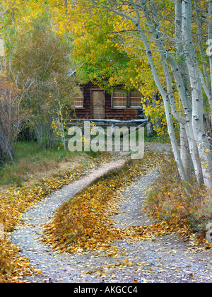 Una piccola cabina accoccolato tra aspens rientrano nella parte orientale della Sierra Nevada in California Foto Stock