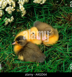 Di recente le ochette tratteggiata su erba con la primavera sbocciano i fiori Foto Stock