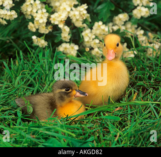 Di recente le ochette tratteggiata su erba con la primavera sbocciano i fiori Foto Stock