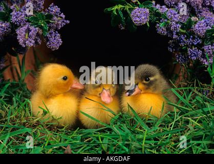 Di recente le ochette tratteggiata su erba con la primavera sbocciano i fiori Foto Stock