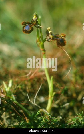 Orchidea Mirror (Specchio di Venere) Ophrys speculum, piante in fiore, Maiorca, SPAGNA Foto Stock