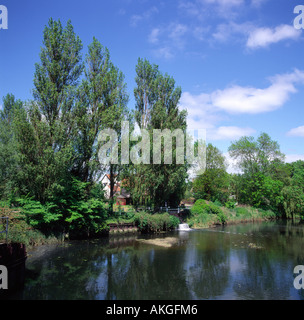 Alberi accanto al fiume Waveney a Ellingham, Norfolk, Inghilterra, Regno Unito. Foto Stock