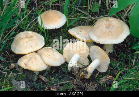 Chiesa di San Giorgio il fungo (Calocybe gambosa), gruppo tra erba, in Germania, in Renania settentrionale-Vestfalia Foto Stock