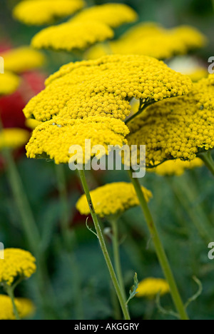 Achilia con fiore giallo testa Achilleas sono allegri di fiori selvaggi di confine e rock piante da giardino con teste appiattita in un intervallo o Foto Stock