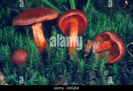 Bloodred webcap (Cortinarius sanguineus, Cortinarius puniceus), quattro corpi fruttiferi tra moss, Germania, Eifel Foto Stock