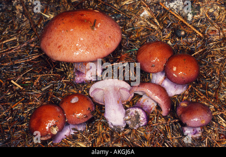 Webcap (Cortinarius variecolor), gruppo tra foglie di ago, in Germania, in Baviera Foto Stock